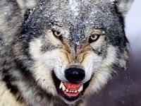 pic for angry wolf 